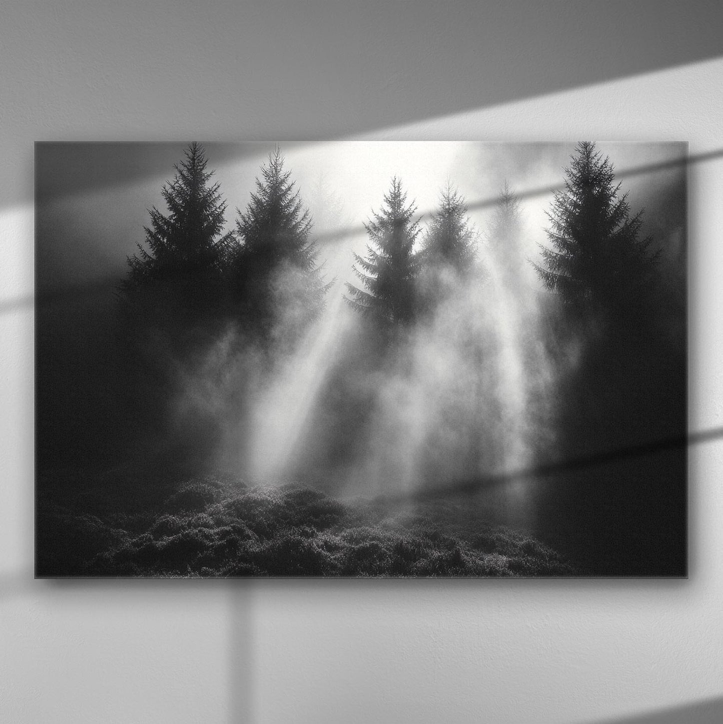 Black and white image of sun rays filtering through a forest of tall trees.