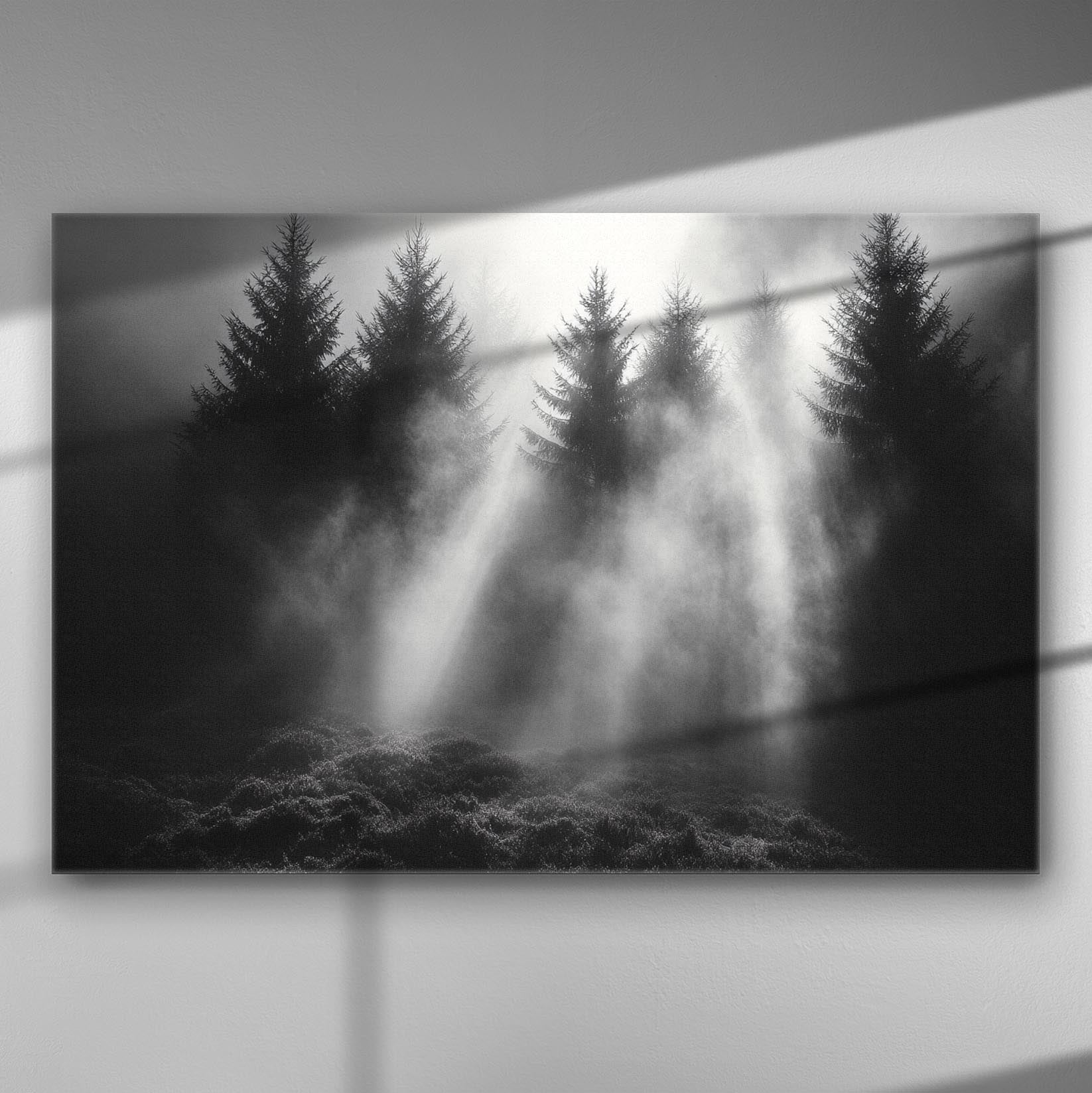 Black and white image of sun rays filtering through a forest of tall trees.